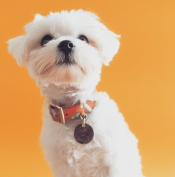 short hair Maltese dog in an orange background